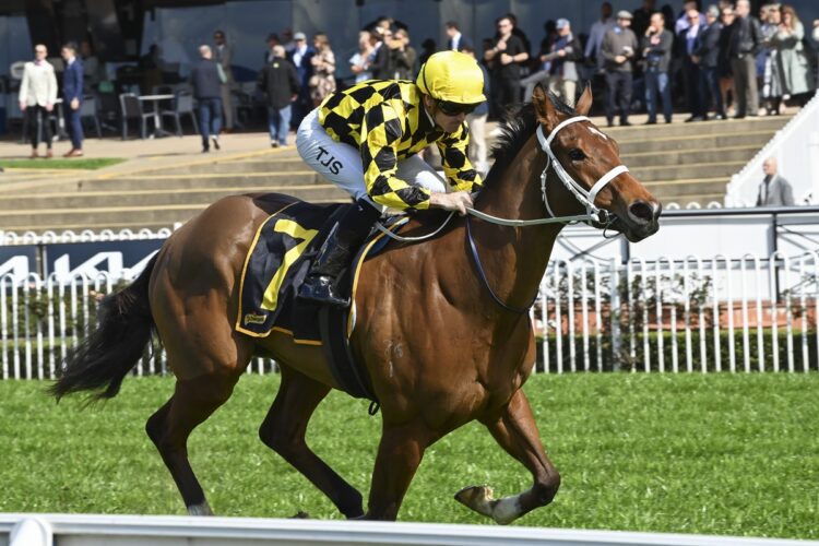 Promising Chris Waller three-year-old Steel Will will attempt to follow a path previously taken by Autumn Glow and Ninja at Rosehill. [Bradley Photos]