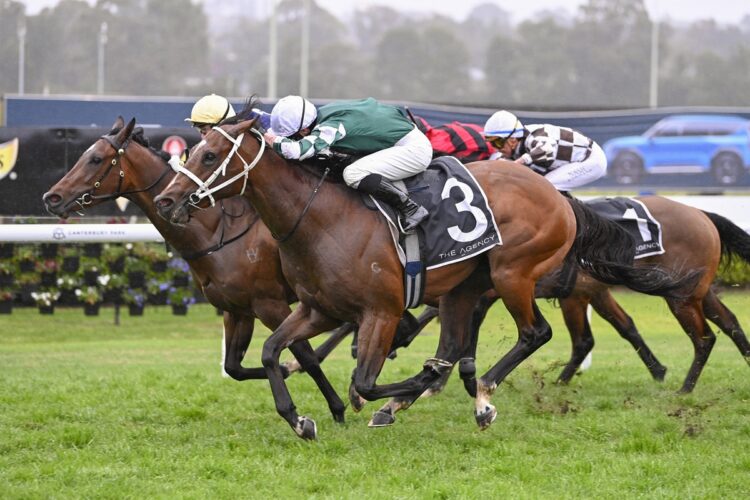 Officiate is chasing his first victory for trainers Aaron Bain and Ned Taylor at Morphettville Parks. [Bradley Photos]