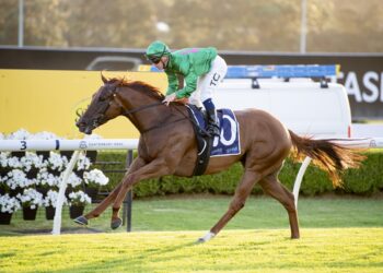 Gelding call paying dividends with Watson