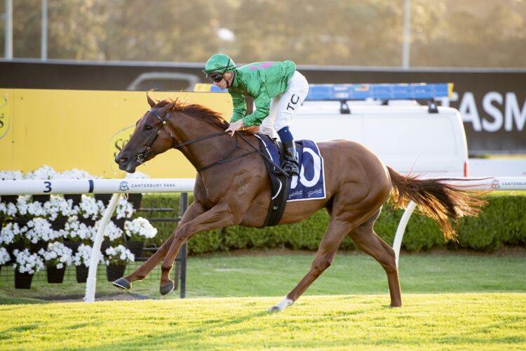 Tim Clark believes Watson can continue progressing through the grades when the Tulloch Lodge galloper returns to Randwick on Saturday. [Bradley Photos]