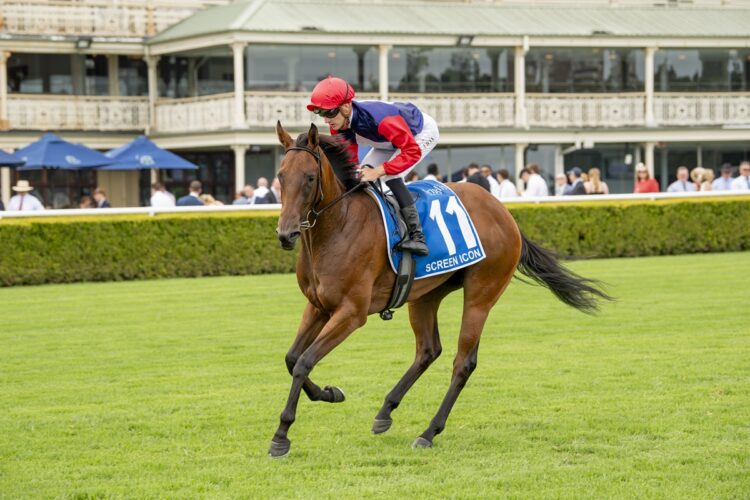 Screen Icon returns to racing in Saturday’s Silver Shadow Stakes at Randwick. [Bradley Photos]