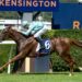 Sharp work earns Reachin’ Out shot at Silver Shadow Stakes