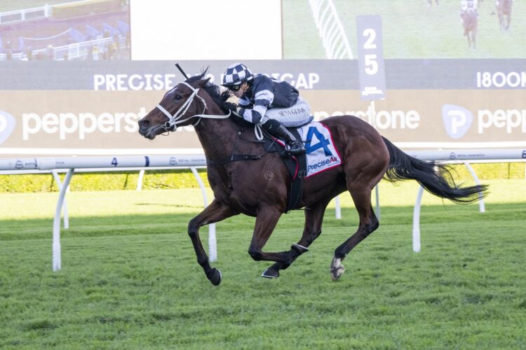 Tazima has been kept fresh for Saturday’s Premier’s Cup Prelude as Chris Waller looks to extend the gelding’s winning streak to four. [Bradley Photos]