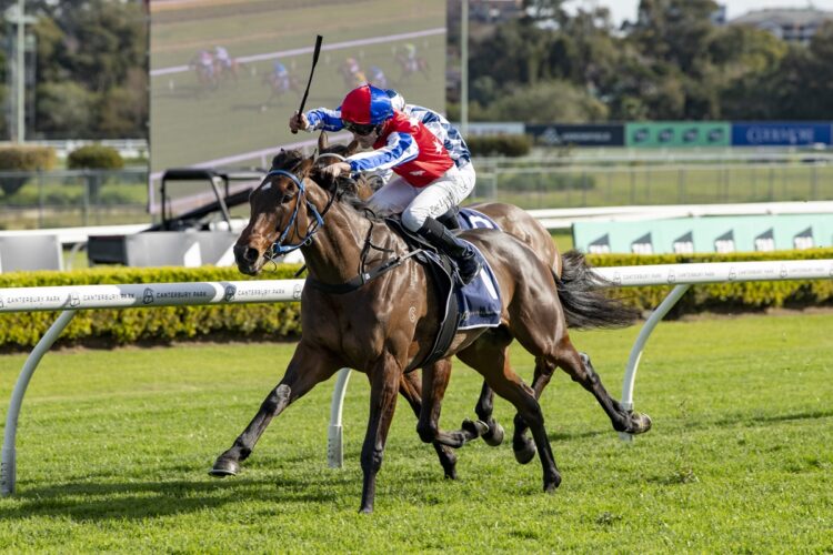 David Payne will target the Up And Coming Stakes and Ming Dynasty Quality with Persian Wonder. [Bradley Photos]