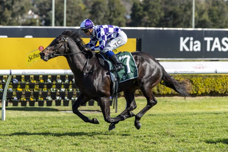 Exciting colt Savagram takes a significant rise in grade at just his second start when he tackles the Up And Coming Stakes at Rosehill. [Bradley Photos]