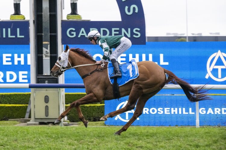 Althoff faces a crucial 1500m test at Rosehill that could determine whether Chris Waller presses on towards the Group 1 Epsom Handicap. [Bradley Photos]