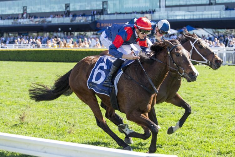 Foire De Trone could be aimed towards The Metropolitan after a tough staying win at Randwick. [Bradley Photos]