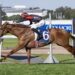 Golden Rose beckons after Plagiarism runs rivals ragged