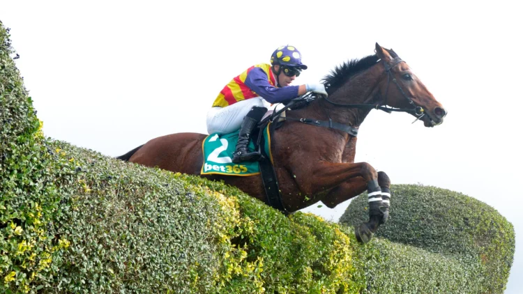 The live hedges at Casterton make for quite the spectacle