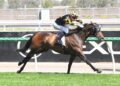 Grand Pierro begins another Melbourne Cup quest