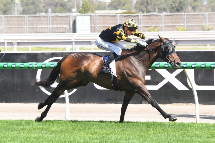 Grand Pierro ridden by Zac Spain wins the Bagot Handicap at Flemington Racecourse on January 01, 2025 in Flemington, Australia. (Photo by Brett Holburt/Racing Photos)