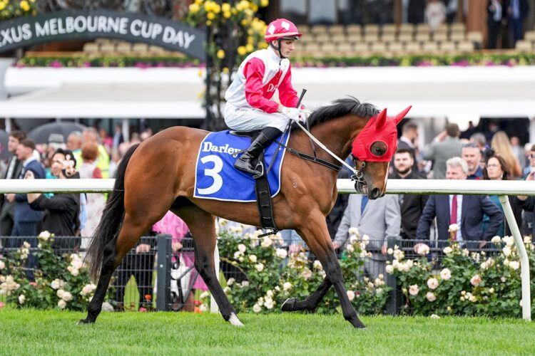 Brazen Dechambeau on the way to the barriers prior to the running of the Darley Maribyrnong Plate at Flemington Racecourse on November 04, 2025 in Flemington, Australia. (Photo by George Sal/Racing Photos)