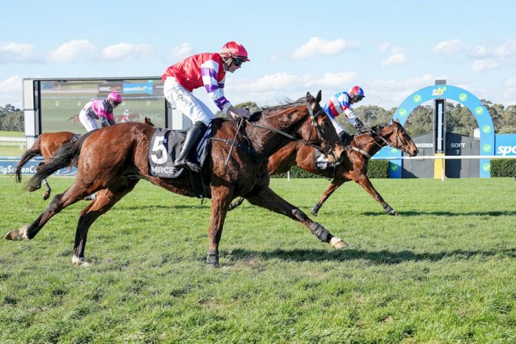 Sing For Peace (NZ) ridden by Tom Ryan wins the Ecycle Solutions Crisp Steeplechase at Sportsbet Sandown Lakeside Racecourse on August 02, 2026 in Springvale, Australia. (Photo by George Sal/Racing Photos)