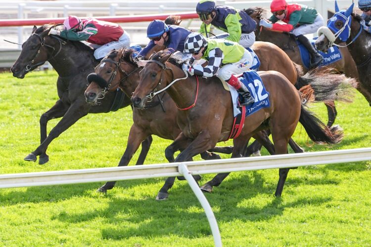 Buggsy ridden by Craig Williams wins the Chef's Hat Handicap at Sportsbet Sandown Hillside Racecourse on August 22, 2026 in Springvale, Australia. (Photo by George Sal/Racing Photos)