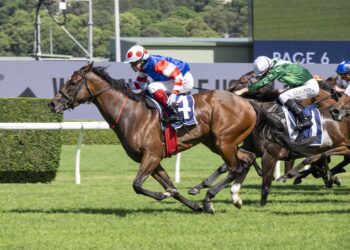 Verona Rose has impressed Zac Lloyd ahead of her return in the Theo Marks Stakes at Rosehill. [Bradley Photos]