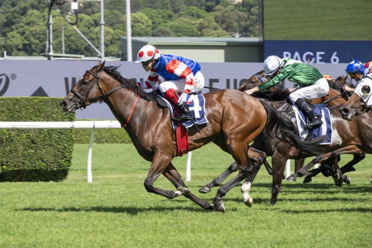 Verona Rose has impressed Zac Lloyd ahead of her return in the Theo Marks Stakes at Rosehill. [Bradley Photos]