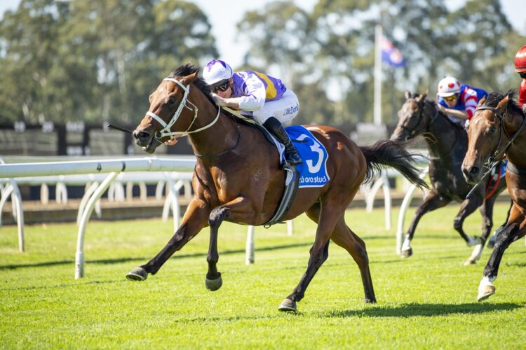 Unbeaten St Gotthard is on target to resume in the Run To The Rose as Chris Waller plots a path towards the spring's major three-year-old races. [Bradley Photos]