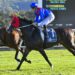 Price circles Flemington 2000m as Zambardo chases Cox Plate dream
