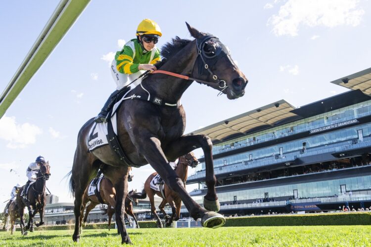 So You Are turns the tables on Thebudgiesmugla with a strong staying performance in the Listed Drinkwise Cup at Randwick. [Bradley Photos]