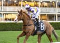 Untapped import could emerge as O’Shea’s new Metropolitan hope