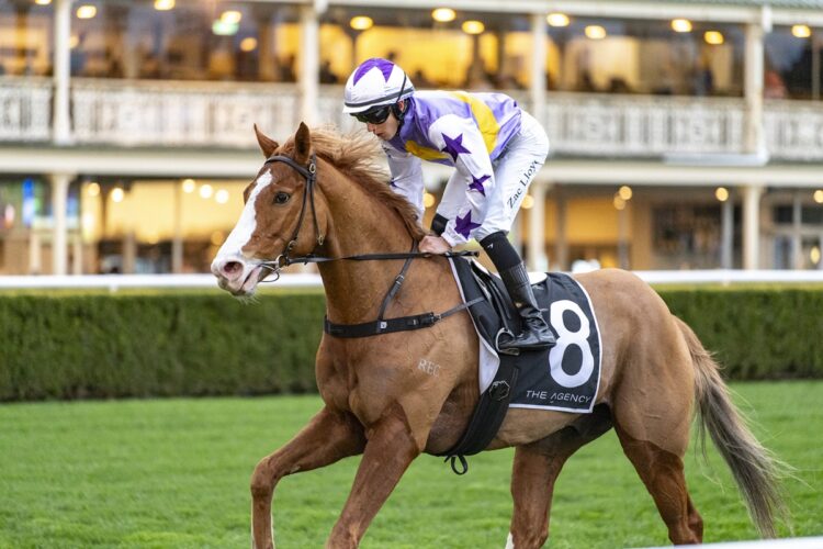 Starzintheireyes can put himself in the Metropolitan picture with a big performance in the Kingston Town Stakes. [Bradley Photos