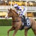 Untapped import could emerge as O’Shea’s new Metropolitan hope