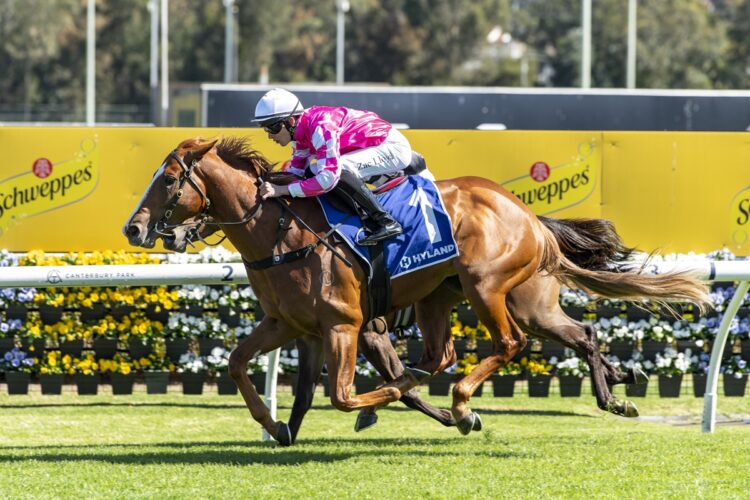 Crescent King and Zac Lloyd get the better of Better By Far in a tight finish at Canterbury. [Bradley Photos]