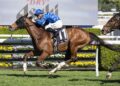 ‘Very, very good horse’: Waterhouse import announces Cups credentials