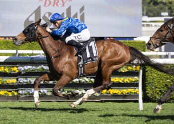 ‘Very, very good horse’: Waterhouse import announces Cups credentials