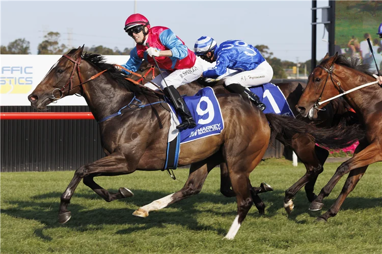 HEADWALL winning the SNAP PRINT SOLUTIONS WOLLONGONG THE WARRA at Kembla Grange in Australia. Picture: Steve Hart