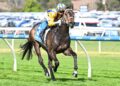 ‘Game on’: Blind Raise explodes into Caulfield Guineas picture