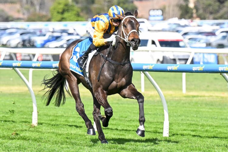 Blind Raise (NZ) ridden by Blake Shinn wins the Sportsbet Caulfield Guineas Prelude at Caulfield Racecourse on September 19, 2026 in Caulfield, Australia. (Photo by Pat Scala/Racing Photos)