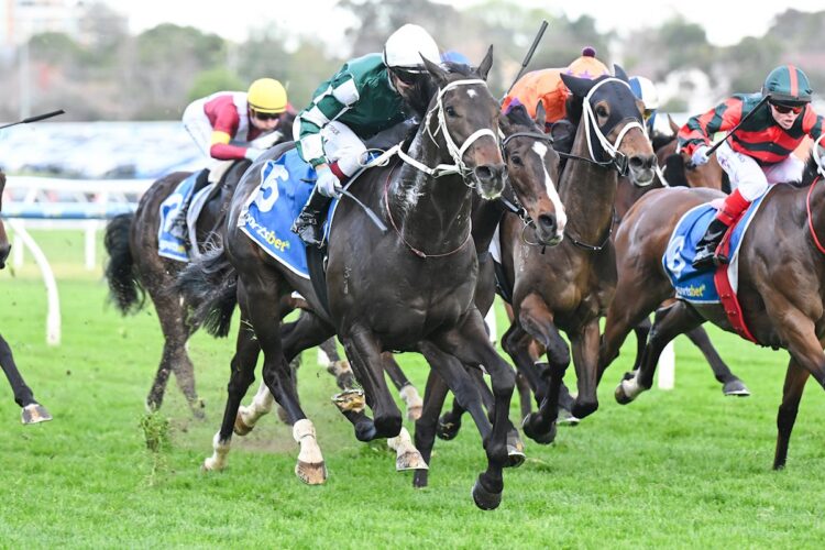 Angel Capital ridden by Ben Melham wins the Sportsbet Sir Rupert Clarke Stakes at Caulfield Racecourse on September 19, 2026 in Caulfield, Australia. (Photo by Pat Scala/Racing Photos)