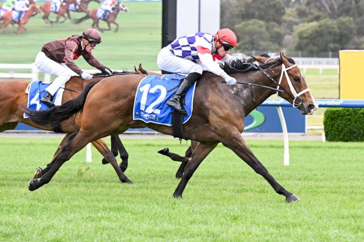 Obucci ridden by Lachlan Neindorf wins the Tile Importer Plate at Sportsbet Sandown Hillside Racecourse on September 24, 2025 in Springvale, Australia. (Photo by Pat Scala/Racing Photos)