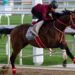 The scary thing about racing’s champions? Forever Young, Ka Ying Rising and Autumn Glow are just warming up