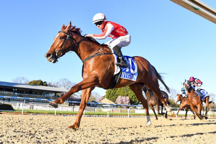 Tennessee Spirit ridden by Zac Moore wins the Hygain Edge BM56 Handicap at Sportsbet-Ballarat Synthetic Racecourse on August 31, 2026 in Ballarat, Australia. (Pat Scala/Racing Photos)