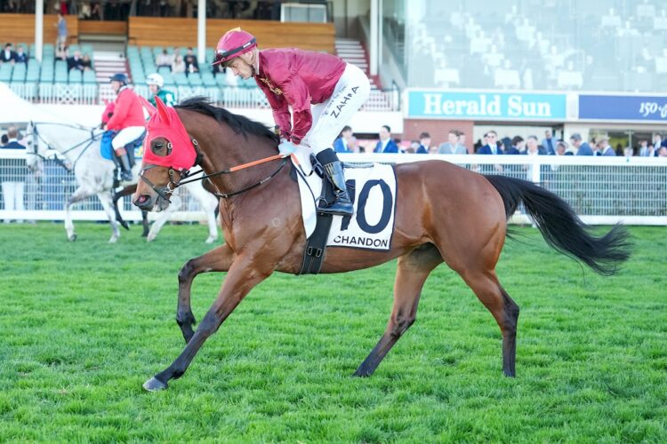 Yellow Jersey (FR) on the way to the barriers prior to the running of the Chandon Heatherlie Stakes at Caulfield Racecourse on August 29, 2026 in Caulfield, Australia. (Photo by Scott Barbour/Racing Photos)